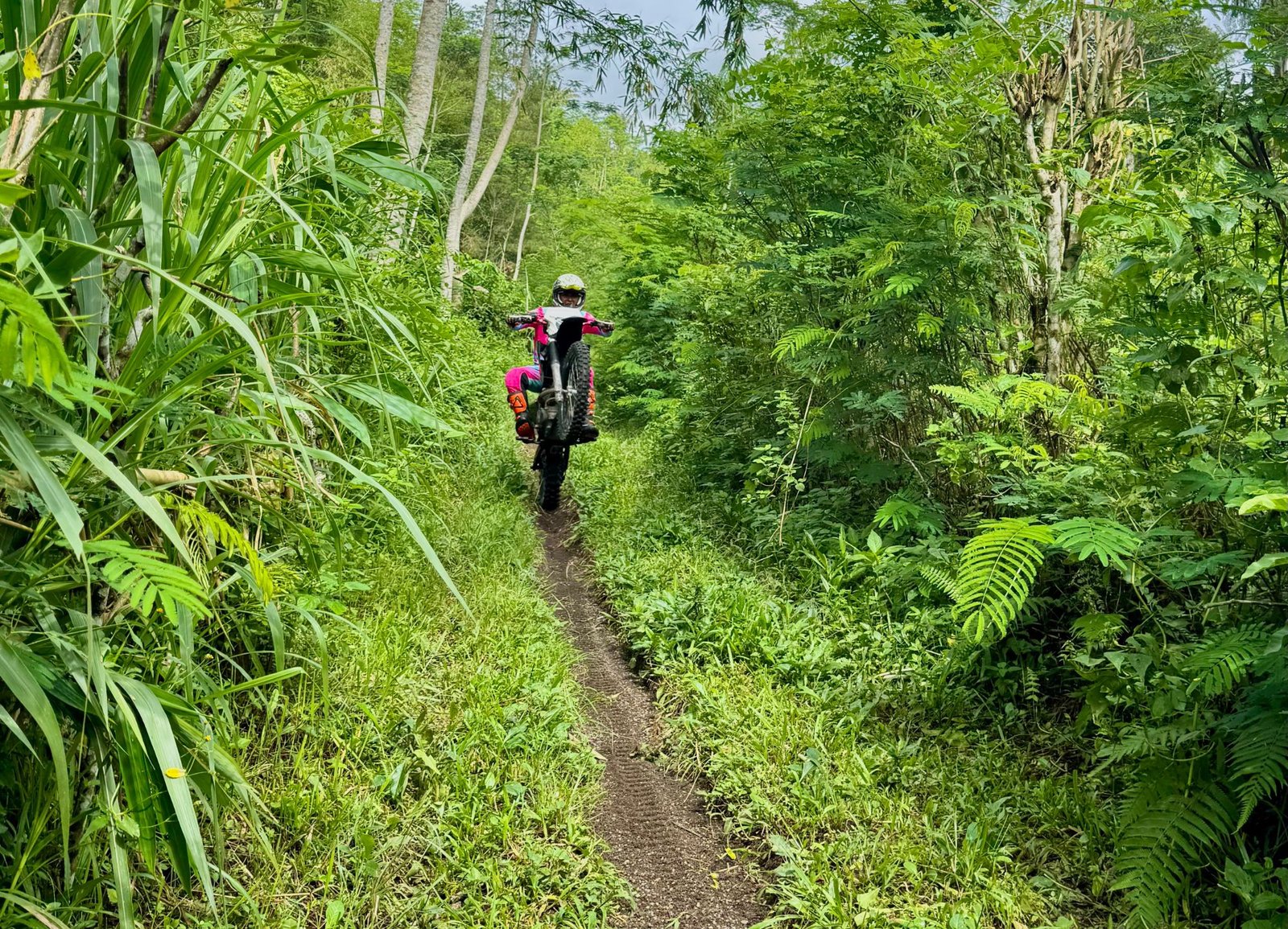 hutan pinus (2)